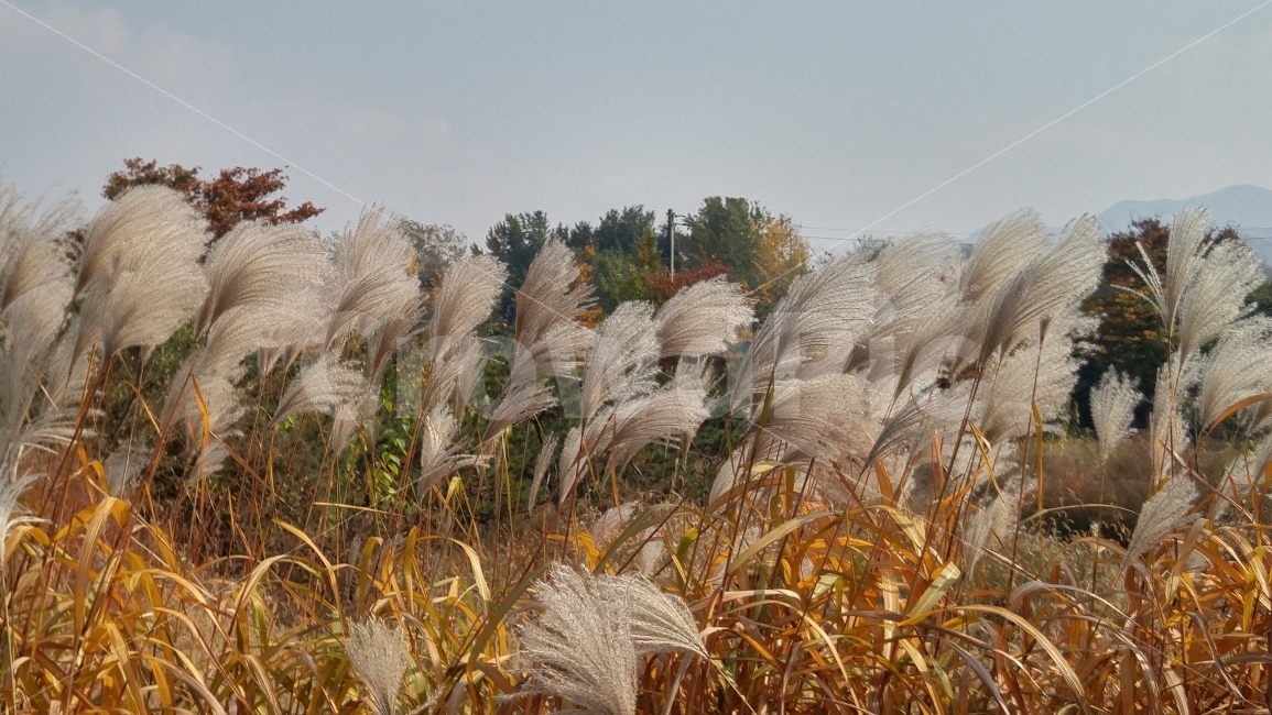 갈때,단풍,갈색,가을바람에,전봇대,솜털,하늘,자연,계절,나그네,가을,계절,fall,autumn,season,식물,자연,plants,nature,grass,잔디,plant,lawn,reed,갈대