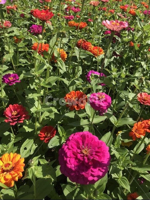 꽃길,꽃,꽃밭,풍경,플라워,식물,자연,plants,nature,꽃,flower