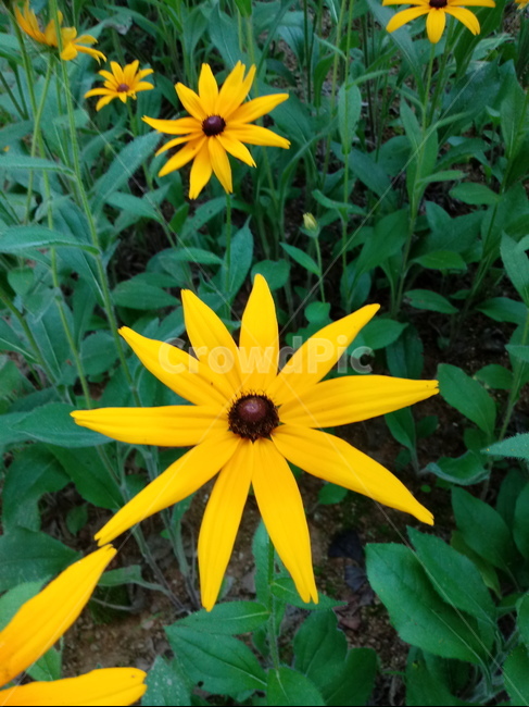 루드베키아,coneflower,노란색꽃,식물,천인국