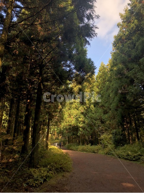 tree,나무,plant,식물,fir,전나무,abies,아비,자연,자연,풍경,nature,landscape