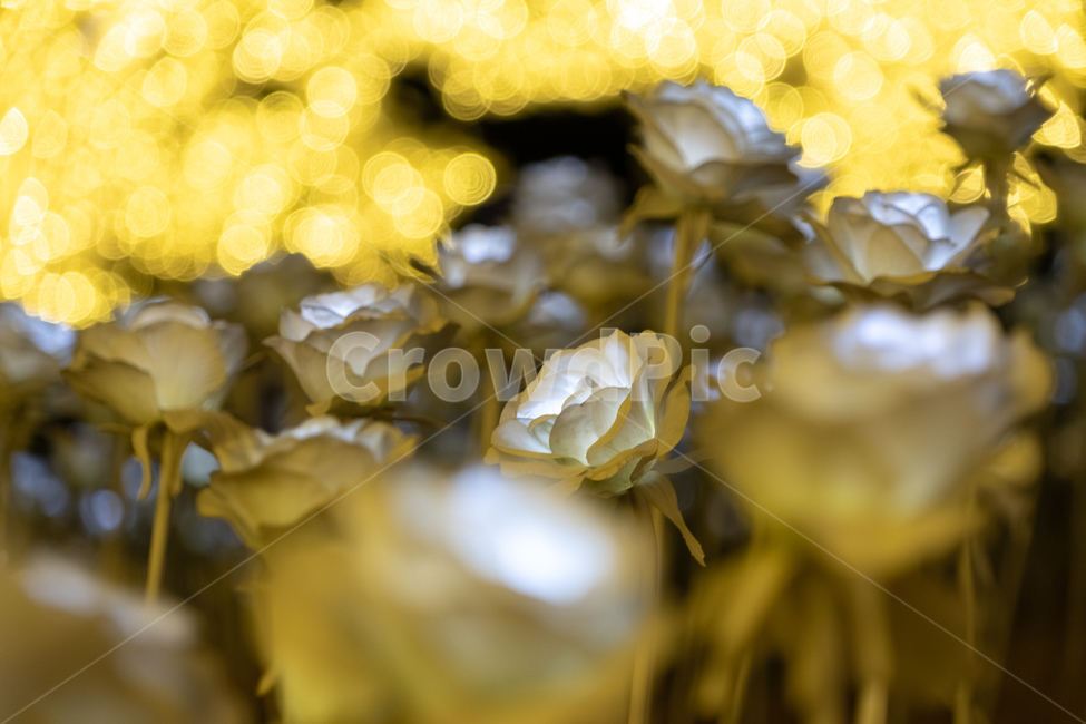 꽃,flower,장미,rose,plant,장미조명