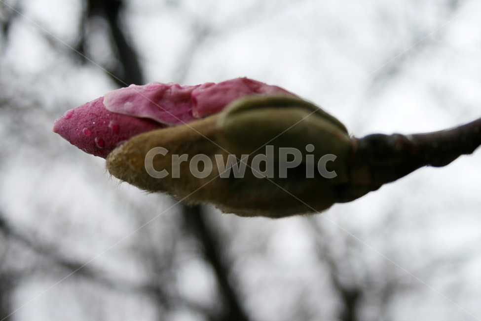 자목련,목련,공원,봄,봄날,감성,spring,flower,풍경,식물,꽃,봄,계절,spring,season,식물,자연,plants,nature,꽃,flower,blossom,sprout,새싹,plant,bud,싹