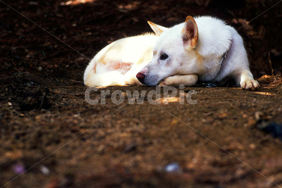 필름,필름사진,필름느낌,필름감성,백구,강아지,멍멍이,개,반려견,애완견,반려동물,애완동물,펫,진돗개,진도개,생각,휴식,동물,animal,포유류,mammal,개,강아지,dog,doggy