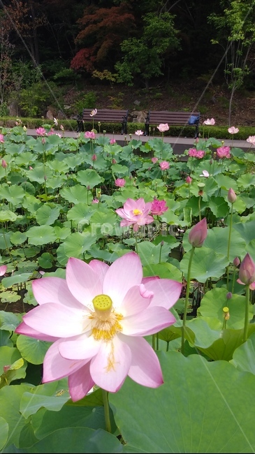 자연,연꽃,연잎,연못,산책,식물,plant,꽃,flower,식물,자연,plants,nature,꽃,flower