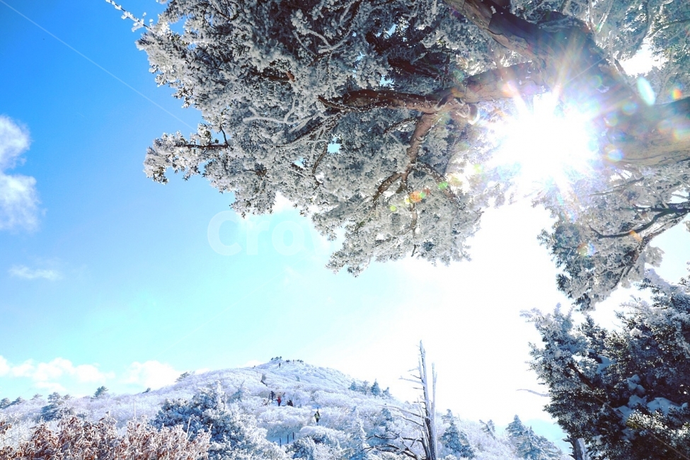덕유산,상고대,눈꽃,겨울산,향적봉,나무,햇살,겨울,계절,winter,season,자연,풍경,nature,landscape,한국자연풍경,한국자연경관,korea nature landscape,식물,plants,나무,trees,wood,flare,플레어,light,빛,outdoors,옥외,ice,얼음,snow,눈