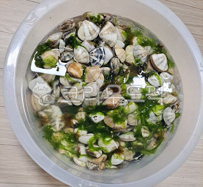 조개,동해조개,해감,백합,백합조개,조개해감,째복,비단조개,명주조개,삼척,맹방,맹방해수욕장,조개구이,해뭉,대합