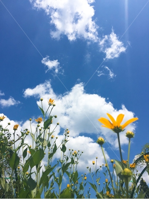 파란하늘,노란꽃,구름,yellow,sky,식물,자연,plants,nature,꽃,flower