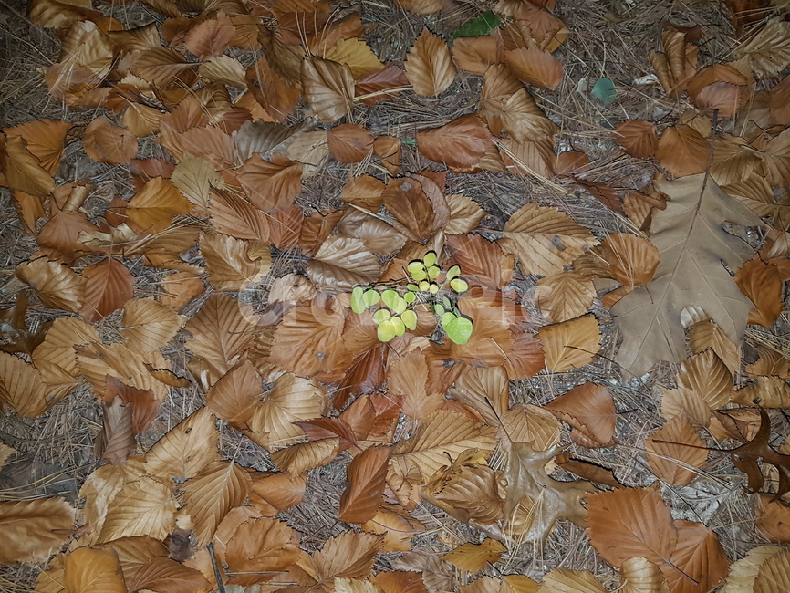 식물,잎,plant,ground,leaf