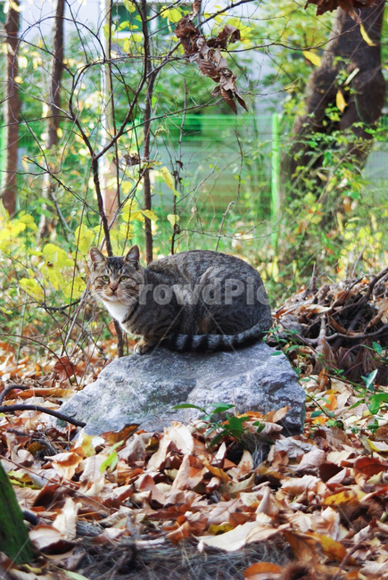 고양이,길고양이,길냥이,cat,kitty,야옹이,코숏,야생고양이,감성,동물,animal,포유류,mammal,고양이,cat,kitten,kitty