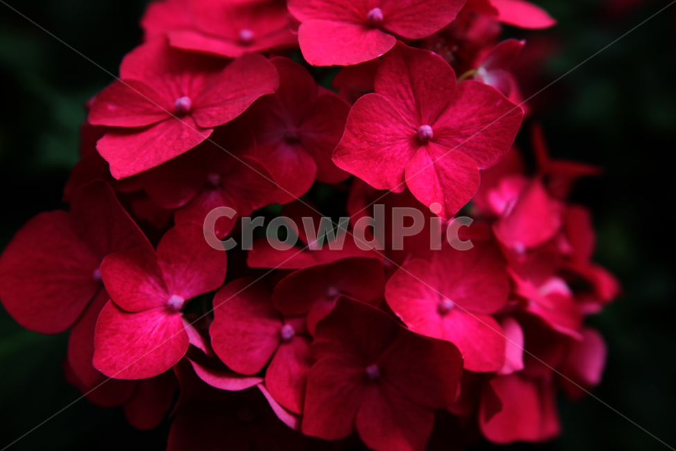 꽃,붉은꽃,수국,레드,식물,자연,꽃잎,잎,blossom,제라늄,flower,plant,식물,자연,plants,nature,꽃,flower