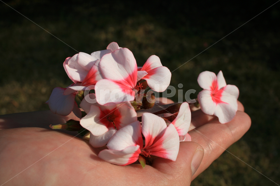 식물,flower,plants,nature,꽃,꽃봉오리,손,꽃,flower