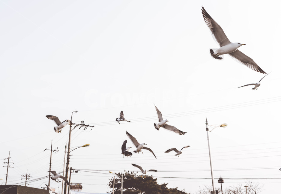 자연,겨울,새,갈매기,바다,nature,bird,조류,동물,animal,조류,새,birds