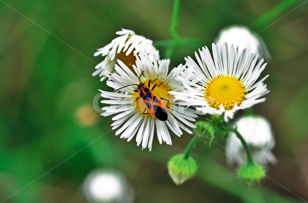 개망초,십자무늬긴노린재,annualfleabane,야생화,계란꽃,쌍떡잎식물,망국초,식물,자연,plants,nature,꽃,flower,곤충,벌레,insect,bug