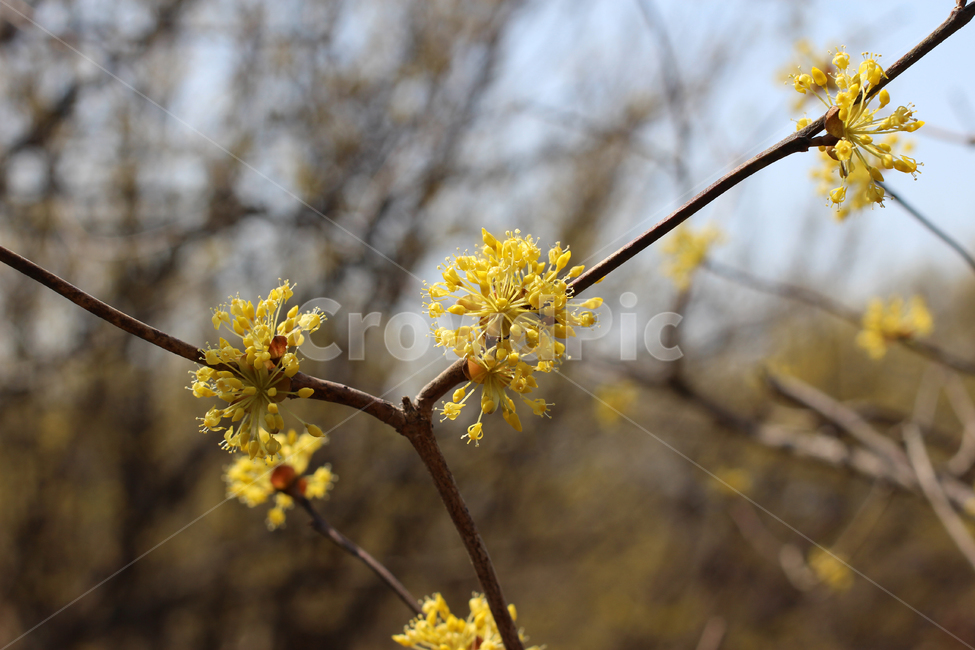 봄꽃,산수유,구례산수유,구례산수유꽃길로,산수유꽃,식물,자연,plants,nature,꽃,flower