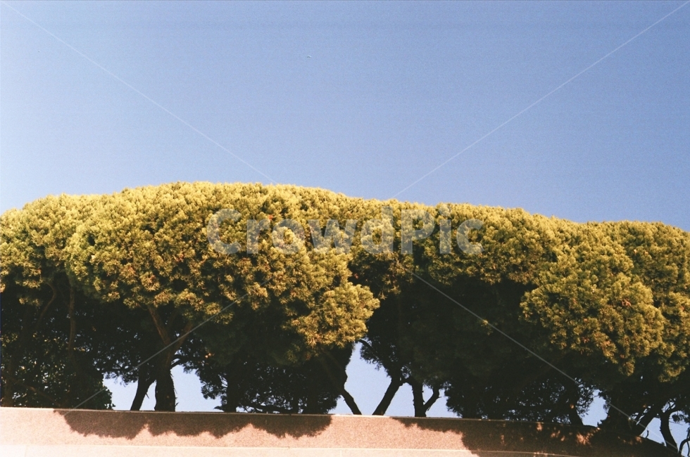 자연,풍경,풀,필름카메라,감성,하늘,식물,자연,plants,nature