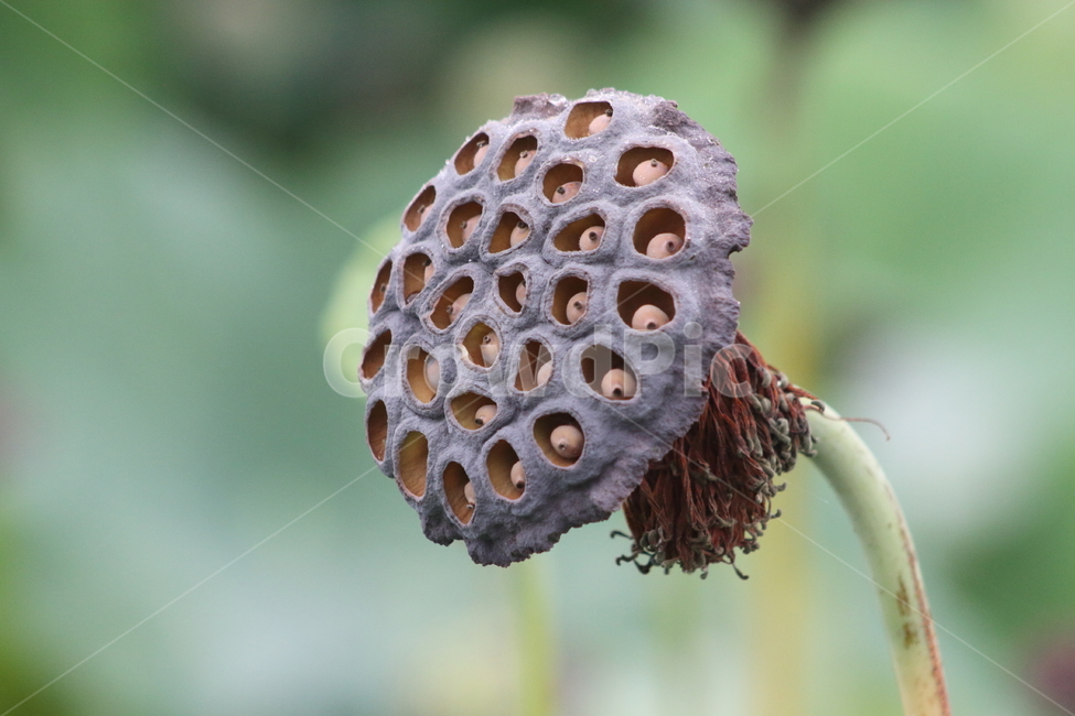 연씨,씨,연밥,연,연자,식물,자연,plants,nature