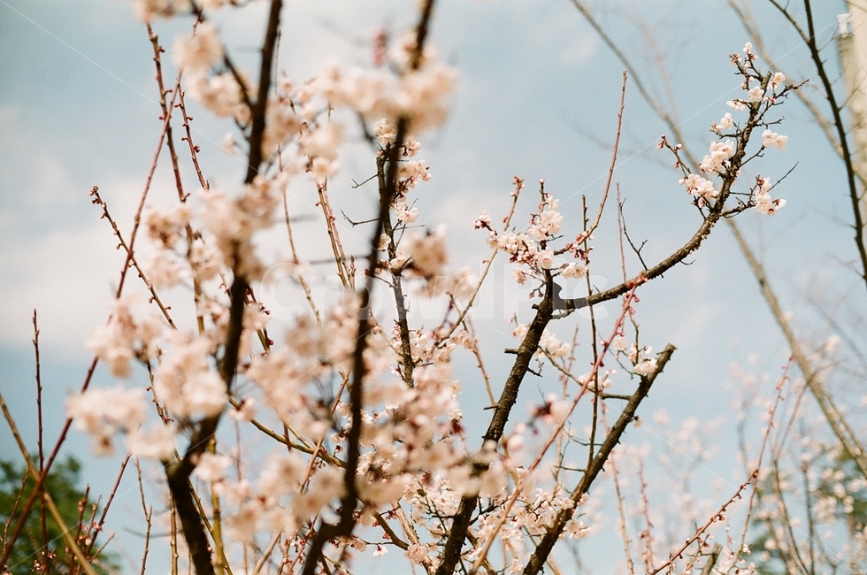 봄,벚꽃공원,공원,벚꽃,산책,plant,식물,blossom,꽃,flower,봄,계절,spring,season