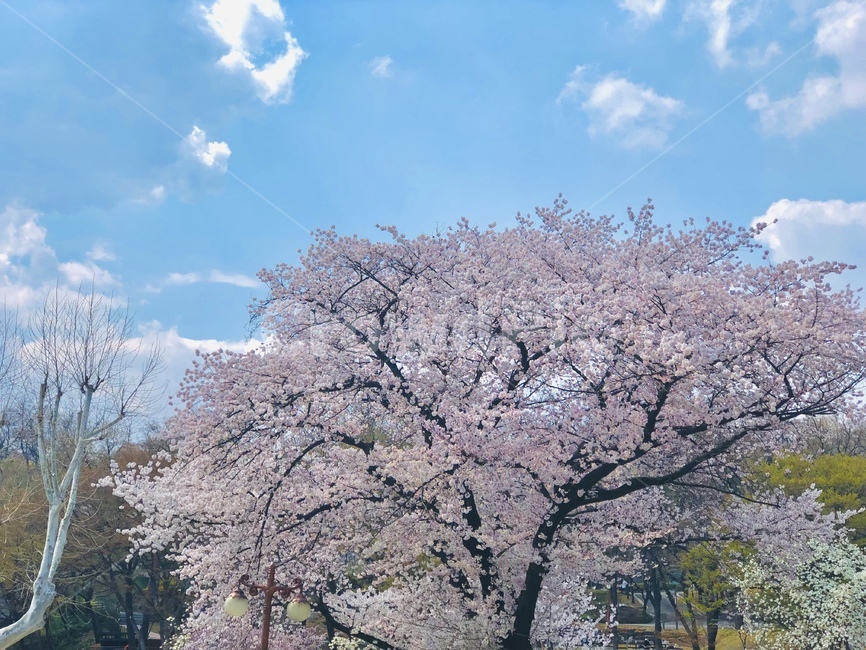 plant,식물,꽃,벚꽃,봄,flower,blossom,cherryblossom,spring,봄,계절,spring,season