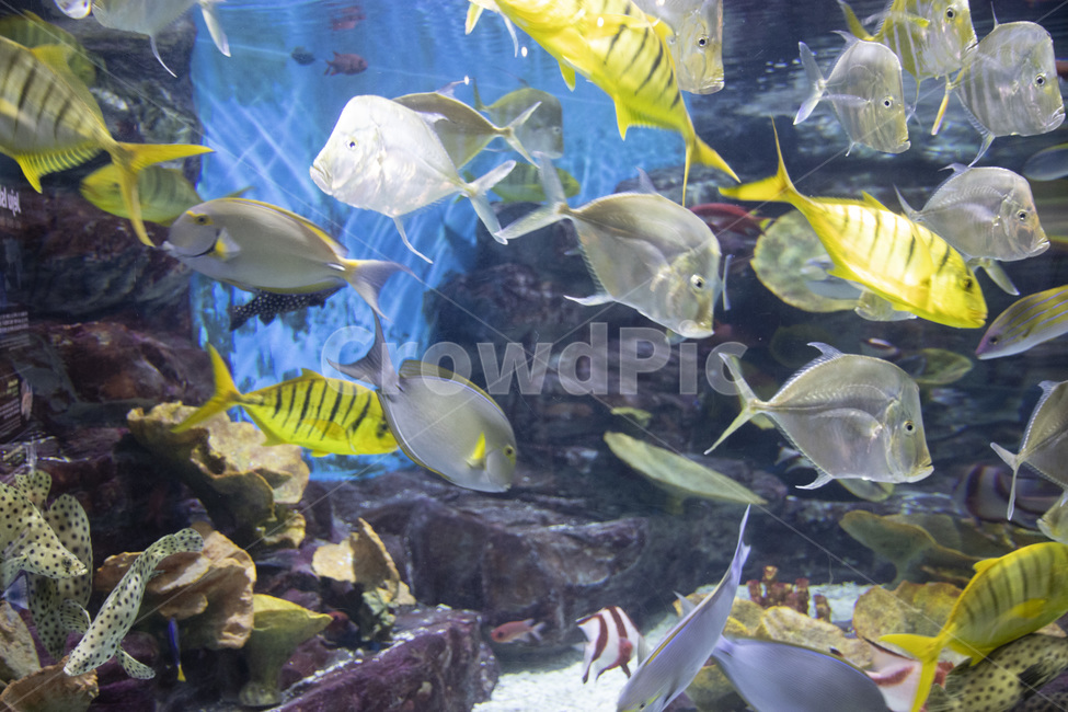 동물,animal,surgeonfish,fish,물고기,해양생물,angelfish,엔젤피쉬,water,물,수족관,아쿠아리움,바다,sealife