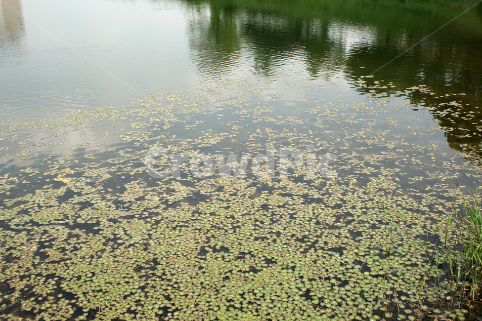 연못,수생식물,식물,개구리밥,인공연못,자연,풍경,nature,landscape,plant,water,물