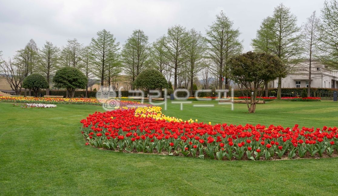 sky,greenfield,new leaf,garden tree,sprout,Tulip,tree,flower garden,flower road,grassland,flower,mountain,tree trunk,panorama,field,light green,road,grass,colonnade,tulip flower,garden,lawn,park