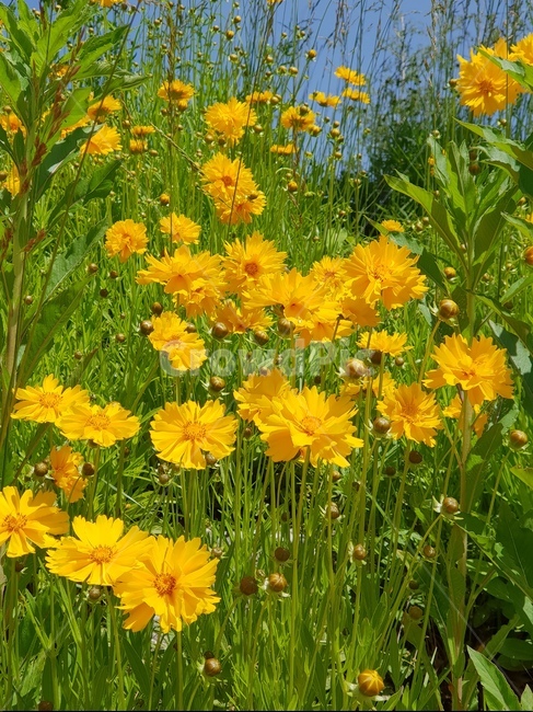 금계국,꽃,노랑,봄,맑음,자연,풍경,5월,봄,계절,spring,season,식물,자연,plants,nature,꽃,flower,plant,potted plant,화분,vase,병 장식,jar,항아리,pottery,도기류
