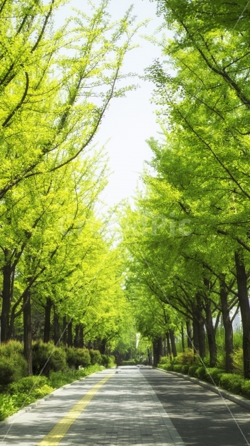 나무,길,풍경,배경,이미지,자연,가로수길,자연,풍경,nature,landscape,tree,plant,식물,grass,잔디