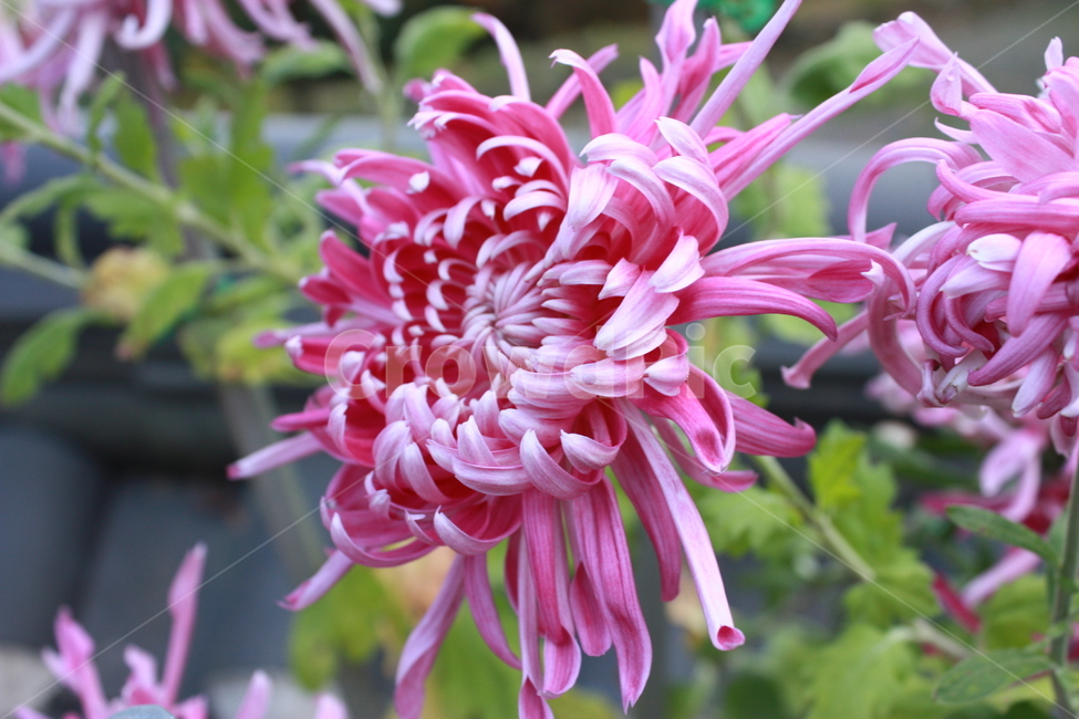 flower,식물,plant,꽃,달리아,dahlia,blossom,식물,자연,plants,nature,꽃,flower