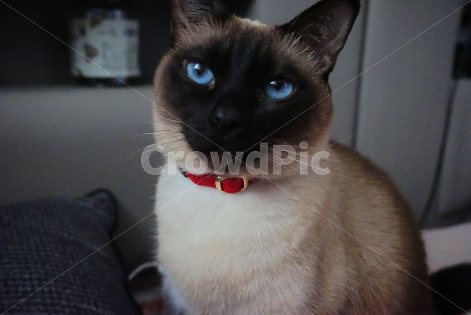 고양이,cat,pet,반려묘,동물