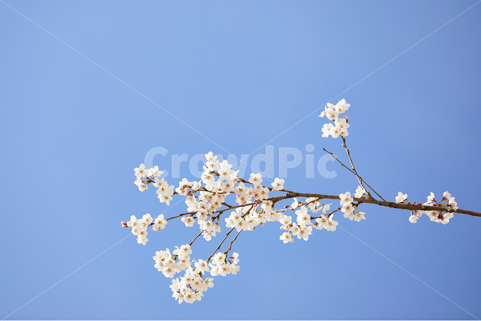 벚꽃,봄꽃,하늘색,꽃,flower,cherryblossoms