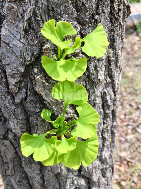 봄,나무,은행나무,자연,nature,식물,자연,plants,nature,나무,trees,wood