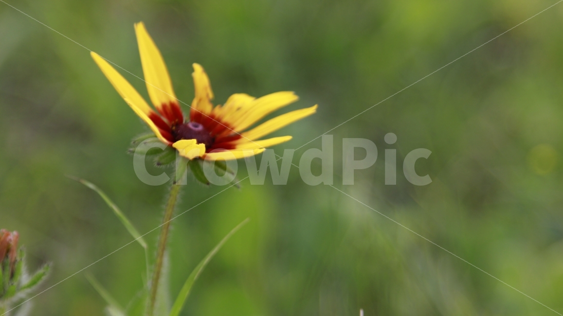 꽃,황혼시간,초심자,최대줌,노랑,식물,자연,plants,nature,꽃,flower