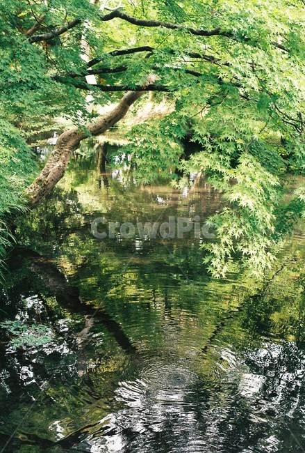 자연,나무,풍경,lake,tree,호수,자연,풍경,nature,landscape