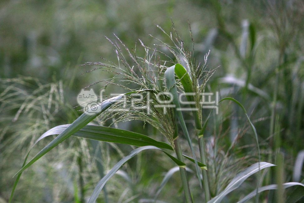 Americas Open Field,plant,Poaceae,naturalized plant