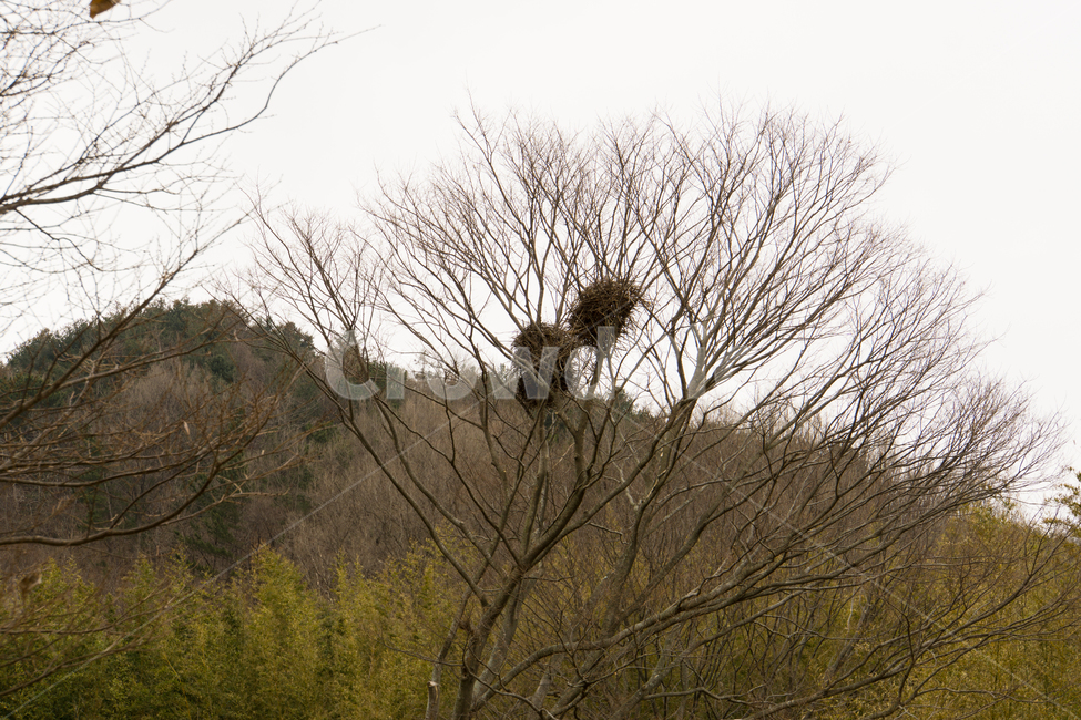 까치집,나무,풍경,자연,산,이른봄,식물,자연,plants,nature,나무,trees,wood