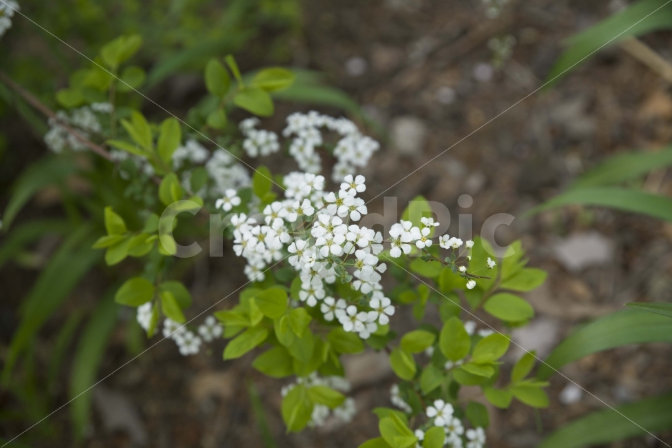 봄,봄꽃,꽃,풍경,하얀꽃,식물,자연,plants,nature,봄,계절,spring,season,꽃,flower,plant,jar,항아리,potted plant,화분,pottery,도기류,vase,병 장식,planter,파종기,herbs,허브