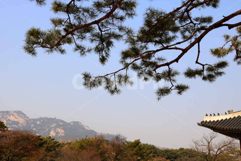 경복궁,광화문,서울,나무,소나무,산,자연,풍경,자연,풍경,nature,landscape,tree,plant,식물,tree trunk,나무 줄기