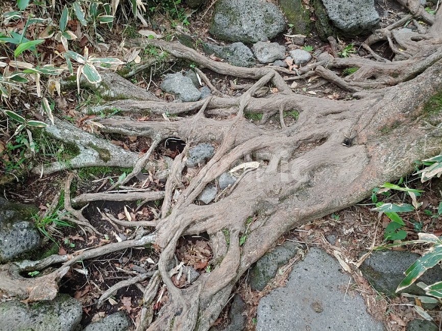 나무,뿌리,숲길,고목,산길,tree,mountain,산,root,nature,자연,생명력,생존,뻗어나감,숲속,숲