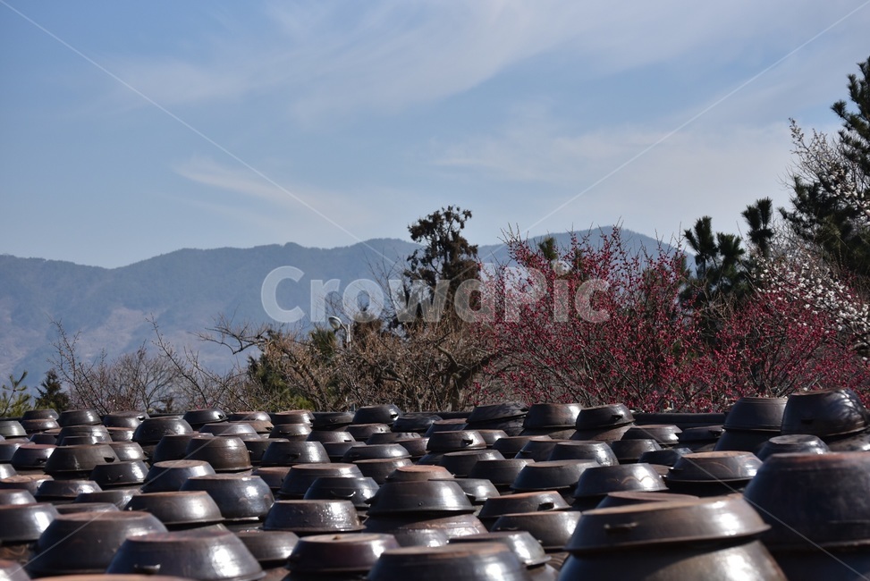 장독대,전통,장독,홍매화,봄,음식,간장,된장,고추장,한국전통,한국문화,korean traditional,korean culture