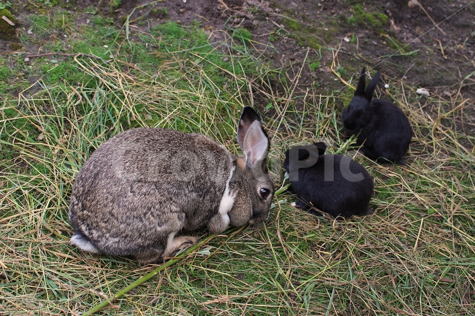 토끼,아기토끼,검은토끼,갈색토끼,가족,동물가족,동물,포유류,깡총,깡총깡총,먹이,식사,동물,animal,포유류,mammal
