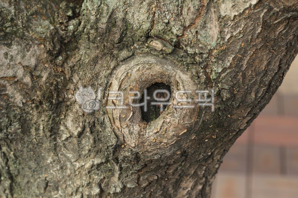 나무, 옹이, 나무줄기, tree, treetrunk, 사진,이미지,일러스트,캘리그라피 - joyfulharu작가