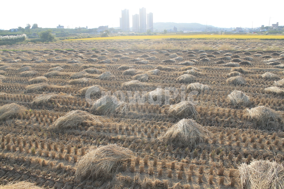 자연,논,추수,가을,가을추수,볏단,볏짚,nature,harvest,ricesheaf,sheafofrice,ricefield,ricepaddy,autumn,fall,가을,계절,fall,autumn,season,농업,농사,agriculture,farming,farming industry,ground,바닥,outdoors,옥외,soil,흙