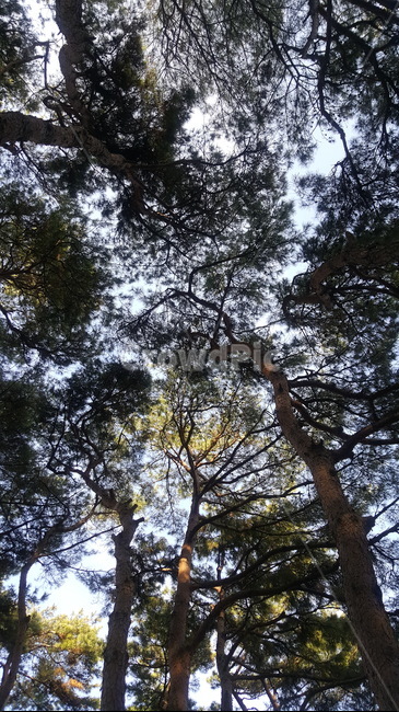 나무,봄,풍경,tree,배경,spring,landscape,그림자