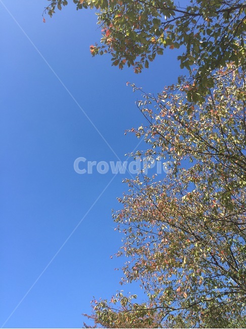 풍경,하늘,나무,tree,sky,식물,자연,plants,nature,나무,trees,wood
