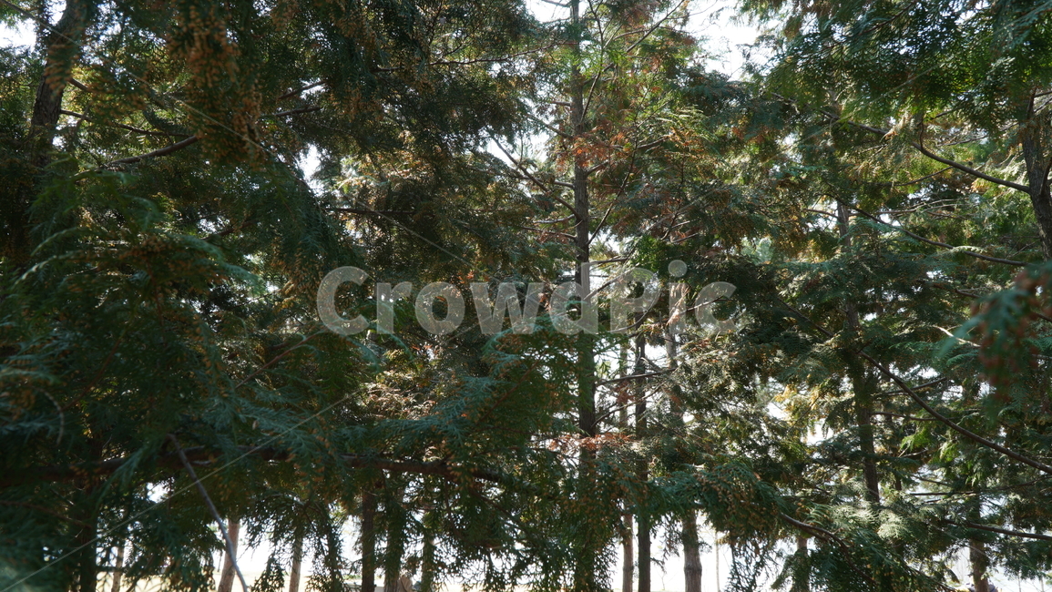 tree,나무,plant,식물,숲,피톤치드,공원,휴식,산책