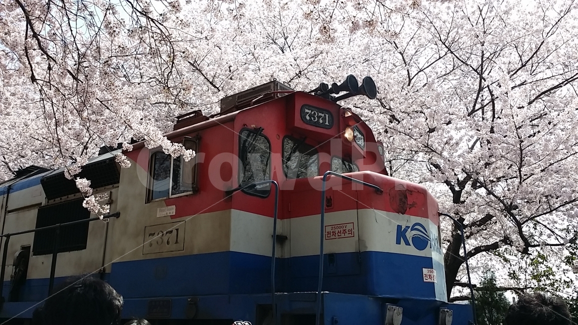 진해,벛꽃,군항제,기차,풍경,봄,계절,spring,season,교통,교통수단,traffic,transportation,train,vehicle,차량,locomotive,기관차