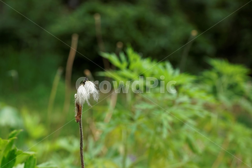 할미꽃,낙화,자연,식물,flower,꽃,plant,암술,수술,Pulsatillakoreana,한국특산,백두옹,독초,강장제,화왕계,여러해살이풀,미나리아재비과,쌍떡잎식물,흰털,할머니머리카락,흰머리,노인,꼬부랑,한방약재,할머니