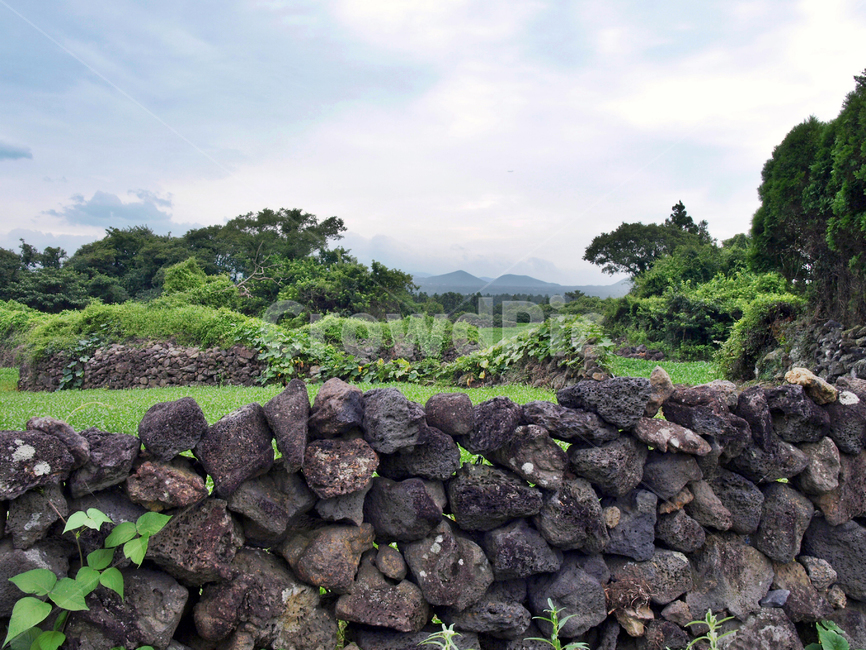 오시록헌농로,밭,농작물,제주,올레14코스,올레길,돌담,자연,풍경,nature,landscape,제주도,jeju,jeju island,wall,벽,rubble,파편