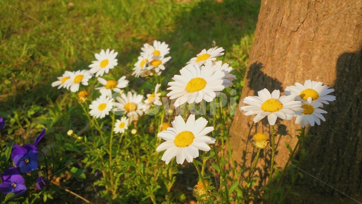 식물,꽃,daisy,daisies,flower,데이지,plant,봄