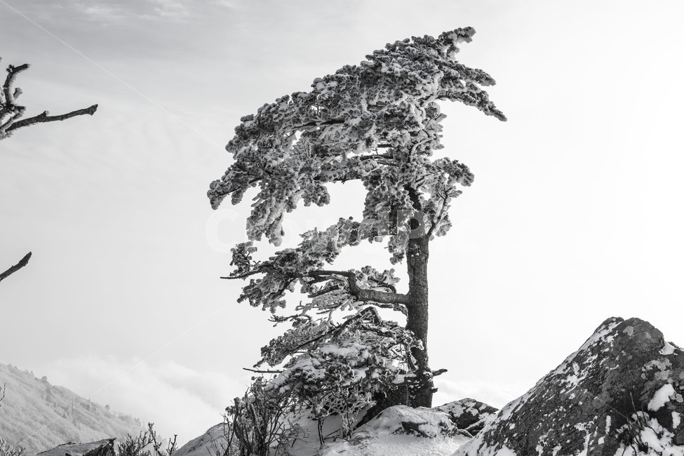 상고대,눈꽃,얼음꽃,소나무,자연,겨울,계절,winter,season,식물,자연,plants,nature,나무,trees,wood,흑백,모노톤,monochrome,black and white